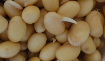 发出小芽的黄豆做豆浆之亲身体验