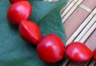 红豆生南国中的红豆是什么红豆