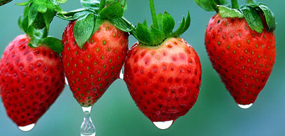 如何保鲜草莓，家庭短期保鲜草莓的小技巧