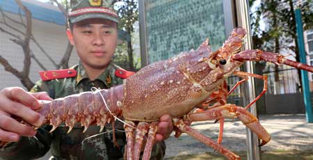 金盏龙皇，澳洲龙虾的高档大气吃法
