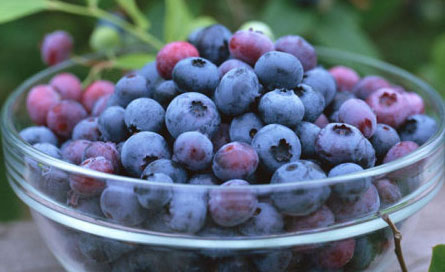 图解蓝莓和黑加仑有什么区别