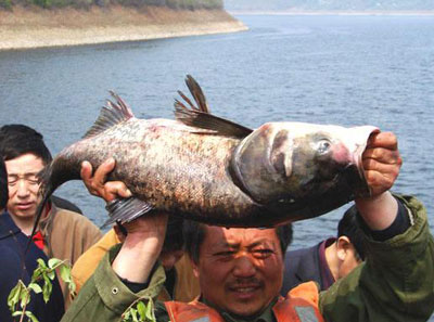 什么是开江鱼，吃开江鱼的最佳时间
