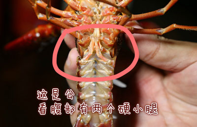 小龙虾怎样分辨公母最简单，公的和母的有什么区别