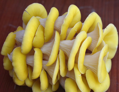 黄金菇是什么蘑菇图解，黄金菇是不是鸡油菌
