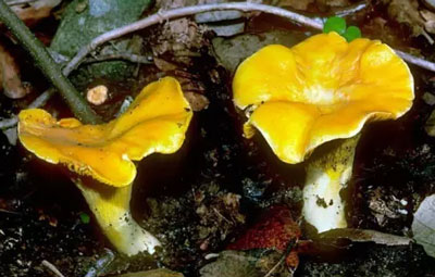 黄金菇是什么蘑菇图解，黄金菇是不是鸡油菌