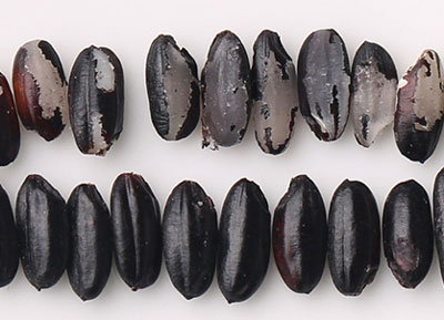 黑灿米和黑粳米有什么区别，哪种黑米更好吃更营养