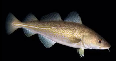 油鱼和银鳕鱼的区别图片，识别真假银鳕鱼的简单妙招