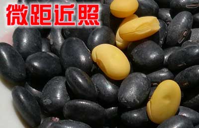 黑豆和黑芸豆最明显的区别是种仁颜色不同，大粒黑豆是不是药用黑豆