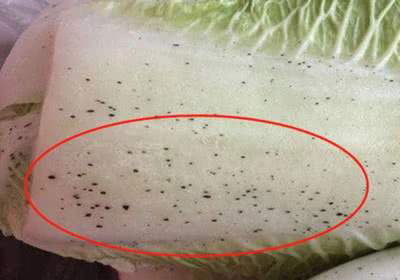 白菜上的小黑点是啥，有小黑点的白菜还能吃吗