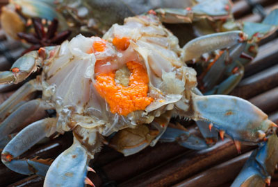 浙江咸呛蟹的做法窍门，鲜活螃蟹最生猛的吃法